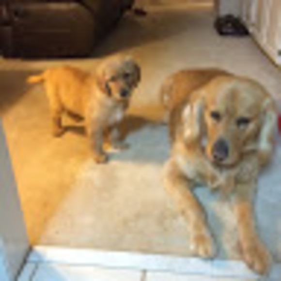 Meet your Posher, Steve - Picture 1 of 1